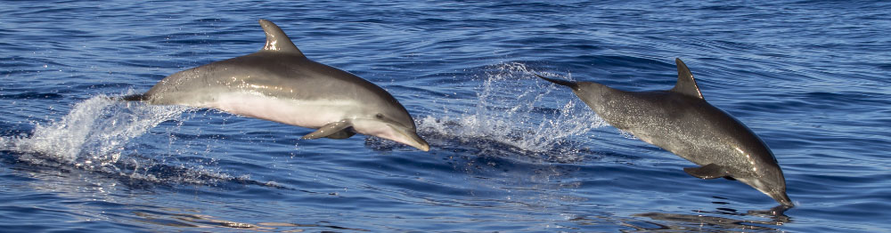 Avvistamento delfini a Taranto
