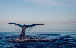 Avvistamento delfini Taranto Charter